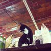 Love Your Local Bodega Cat? Share Photos With Us